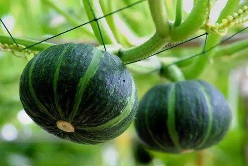 吃瓜满级日月交替