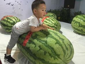 开平吃瓜事件,一场引发社会热议的网络狂欢