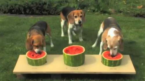 老二吃瓜,揭秘娱乐圈背后的秘密与八卦