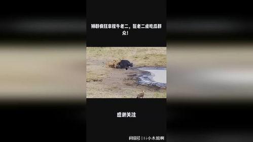 老二吃瓜,揭秘娱乐圈背后的秘密与八卦