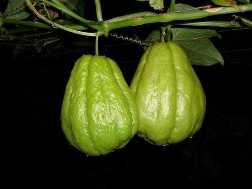 吃陈年佛手瓜声控,探寻古老食材的神秘魅力