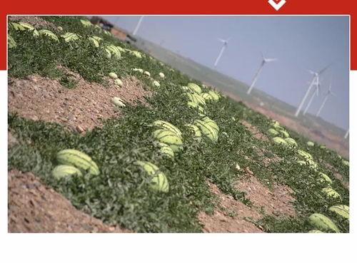 吃瓜中心听泉,揭秘娱乐圈幕后故事