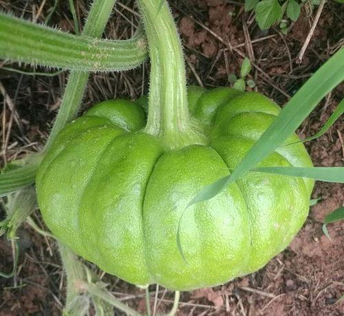 人类吃瓜有什么好处