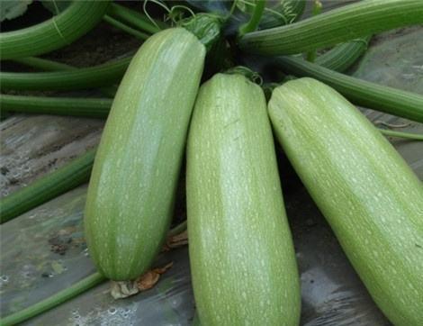 人类吃瓜有什么好处