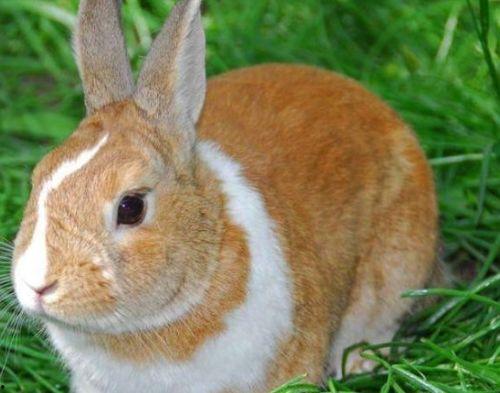 兔子可以吃角瓜吗?,兔子适宜食用角瓜吗？营养分析及食用建议