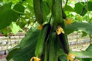 棒棒瓜怎么吃呢,探索美味新境界