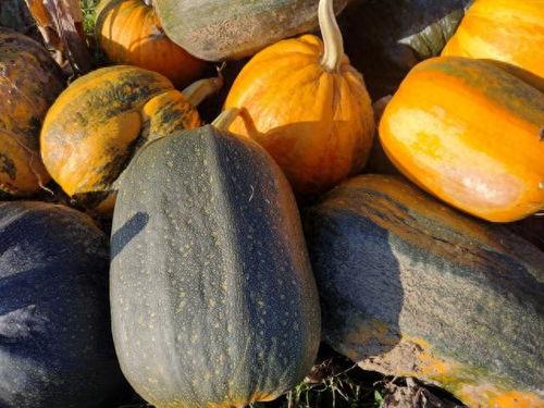 吃小瓜会不会便秘