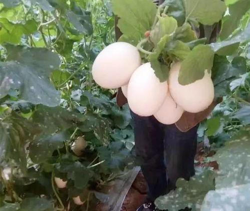 黄色绞瓜熟吃,探索黄色绞瓜的熟食魅力