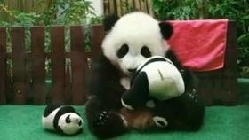 笑崽子吃瓜,笑崽子吃瓜大揭秘