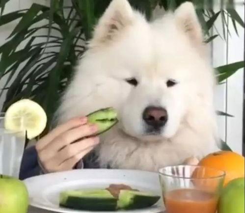 萨摩耶吃瓜被打,宠物行为引发的思考与启示