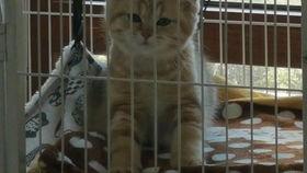 qq托尔吃瓜,揭秘网络红人的幕后故事