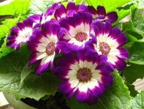 吃瓜叶菊,揭秘植物界的“绿色美食”