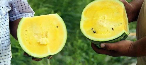 初恋纪念日 吃瓜,重温那段青涩岁月的纪念日