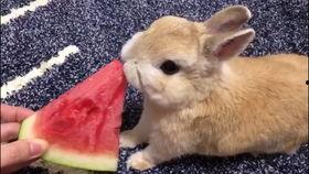 吃大瓜的兔子