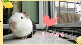 豚鼠吃羊瓜吗,探究它们对羊瓜的喜爱程度