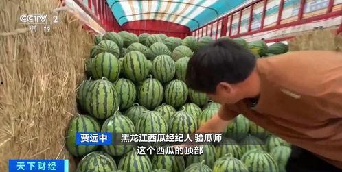 羊山吃瓜,探寻羊山特色美食之旅