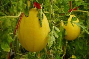 石家庄吃瓜群,揭秘本地热门事件背后的故事