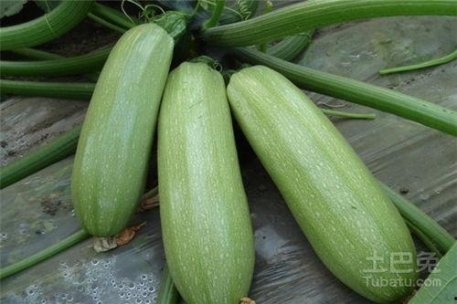 瓠瓜是西瓠瓜吗怎么吃,辨别与美味烹饪指南