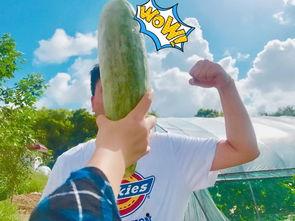 超火吃瓜,揭秘娱乐圈最新热点事件