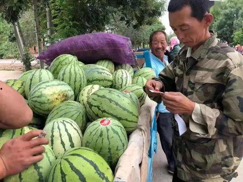 吃瓜老头甘肃金昌,吃瓜老头的瓜田生活