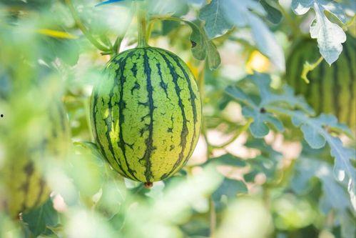 吃沙瓜还是脆瓜好吃些呢