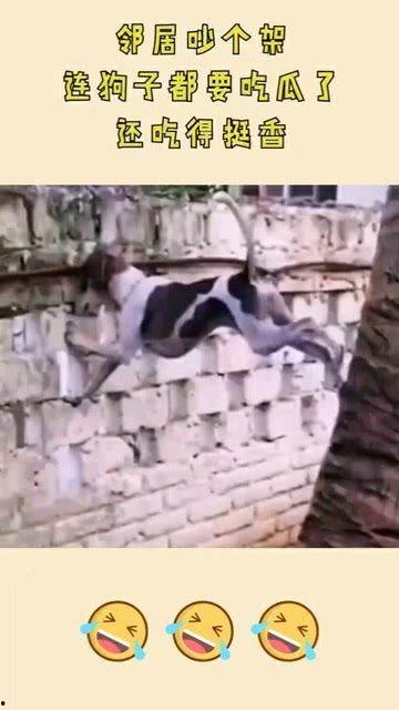 狗吃瓜邻居吵架,狗咬瓜根引出邻里纷争