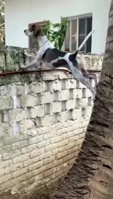 狗吃瓜邻居吵架,狗咬瓜根引出邻里纷争