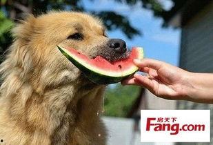 带你吃瓜动物融化,带你见证“吃瓜动物”融化瞬间