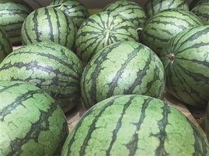 免费吃瓜地瓜,畅享田园美味新体验