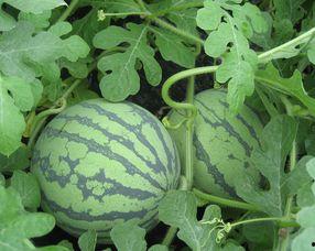 孕妇可以吃捧瓜,孕妇安心享用捧瓜的秘诀