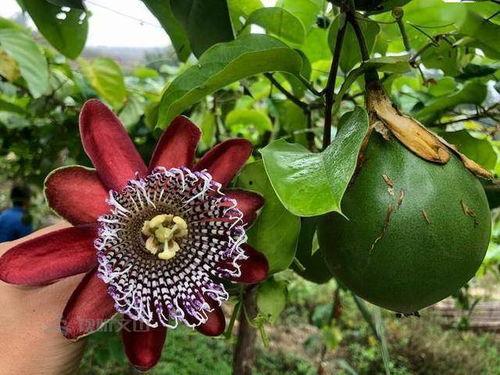 吃百香果能吃哈密瓜吗,美味搭配的探索之旅