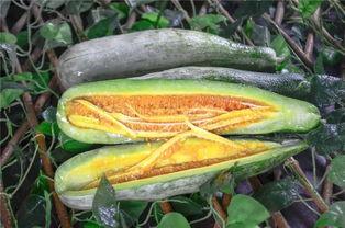 网红吃瓜在哪吃