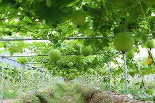 长沙吃瓜地,街头美食地图上的新地标