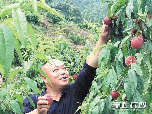 长沙吃瓜地,街头美食地图上的新地标