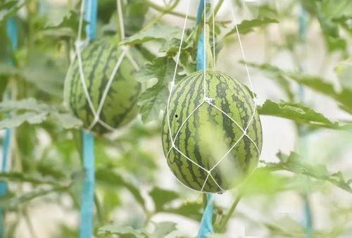 今日云南吃瓜,今日吃瓜，探寻地道风味