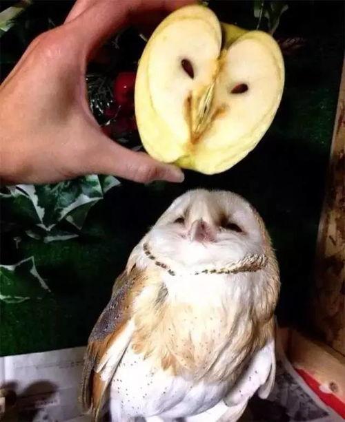 没睡着吃瓜啥意思,揭秘“没睡着吃瓜”的独特魅力