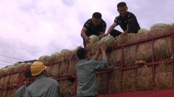 tian吃瓜的快乐,揭秘网络热词背后的趣味人生