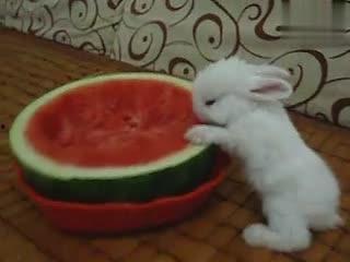 兔子吃西湖瓜吗怎么吃,兔子眼中的瓜宴盛宴