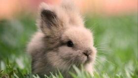 兔子吃西湖瓜吗怎么吃,兔子眼中的瓜宴盛宴