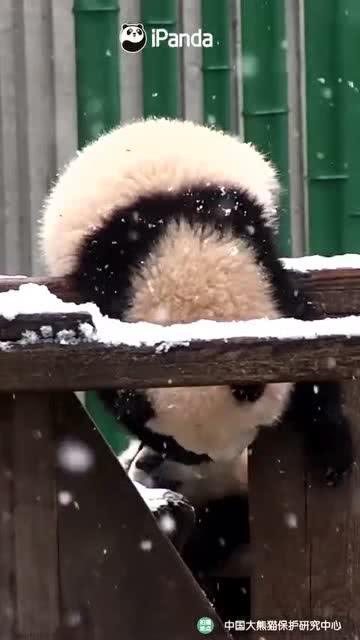 吃瓜的小熊虫,揭秘瓜界那些事儿