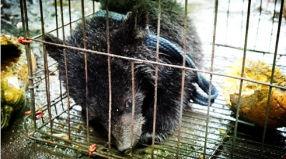 吃瓜的小熊虫,揭秘瓜界那些事儿