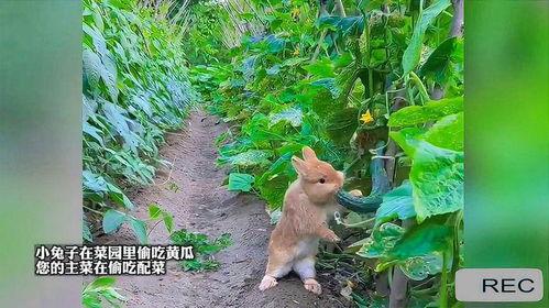 兔子吃不吃小瓜,探究兔子是否爱吃小瓜