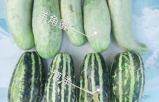 吃瓜网红列表,吃瓜群众眼中的当红炸子鸡