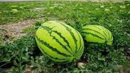 陈奕诺视角吃瓜,揭秘娱乐圈那些不为人知的瓜