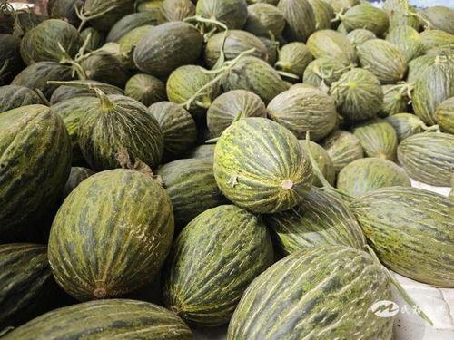 可以吃的牛瓜,探寻可食用牛瓜的独特风味