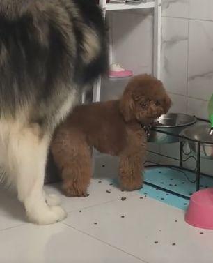 泰迪哥吃瓜,揭秘娱乐圈幕后故事