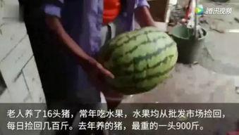 吃瓜喂猪