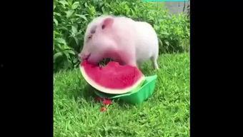吃瓜喂猪