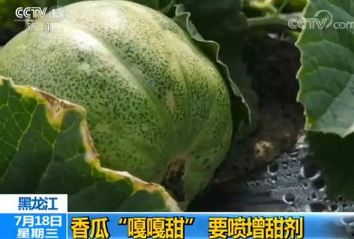 吃瓜增寿,揭秘“吃瓜增寿”的神奇奥秘