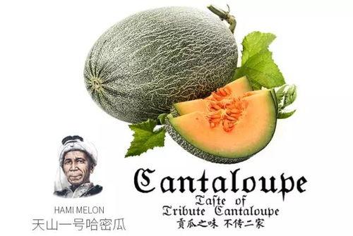 吃瓜46号,网络红人的崛起与影响力